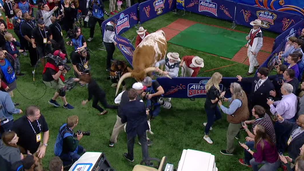 Bevo almost runs over Uga