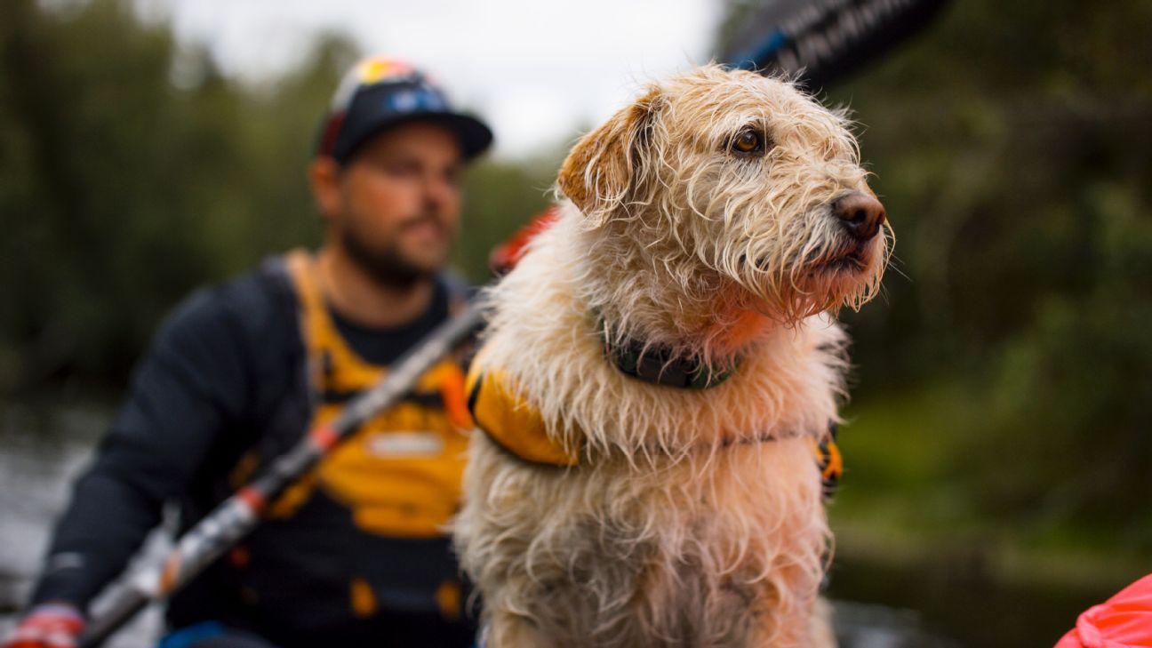 SC Featured: A dog's remarkable journey to find a home