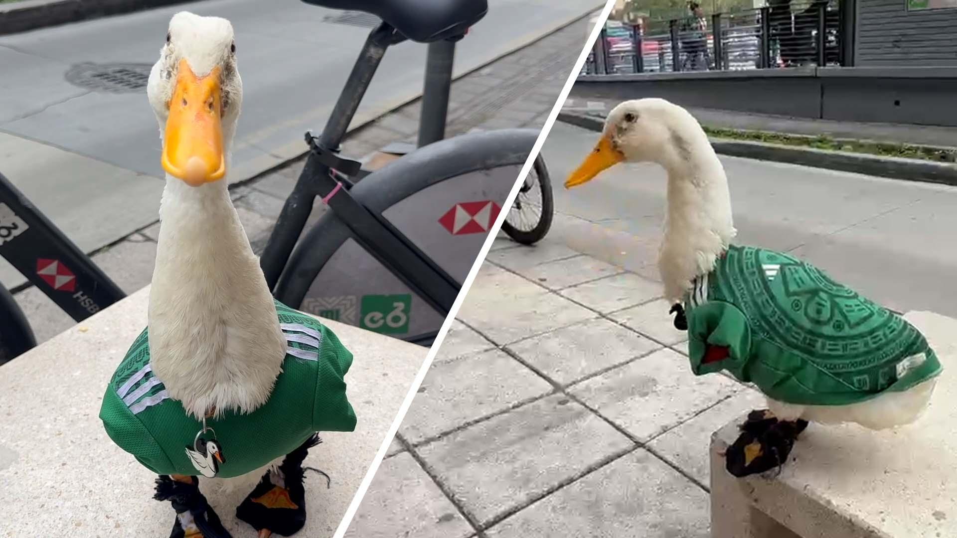 dm_260613_COM_SOC_News_ESPN_meets_viral_duck_in_Mexico_jersey_20260613_GLOBAL_FIFA dm_260613_COM_SOC_News_ESPN_meets_viral_duck_in_Mexico_jersey_20260613_GLOBAL_FIFA