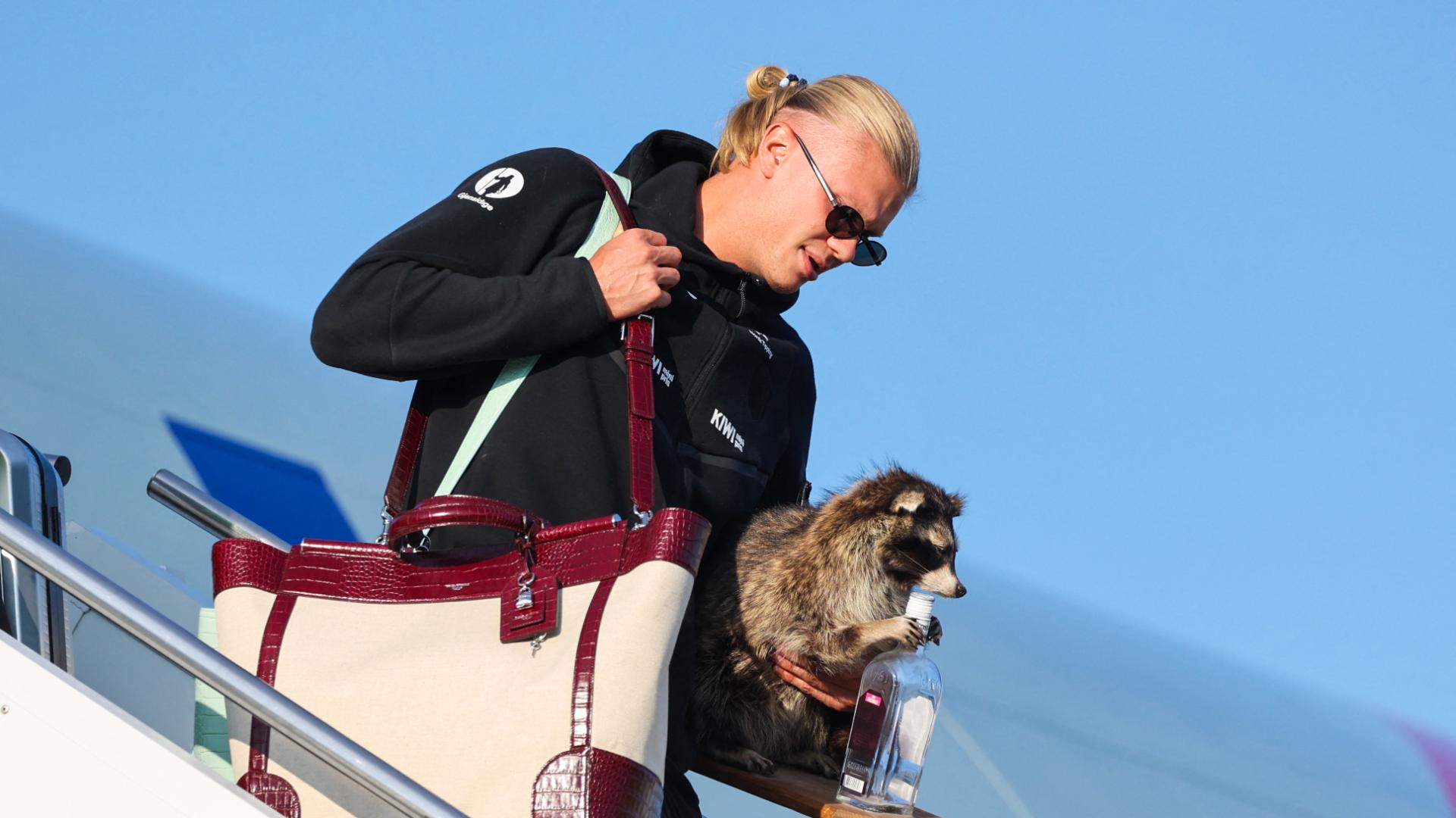Haaland arrives in Norway with a taxidermy raccoon