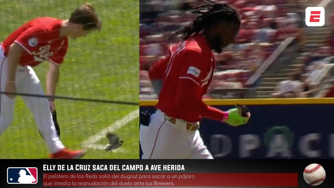 Elly de la Cruz saca del campo a ave herida